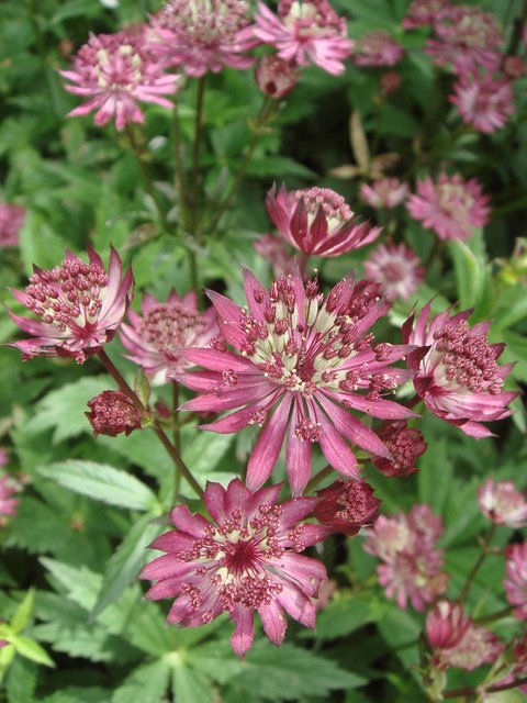 Astrantia major 'Haspen Blood'